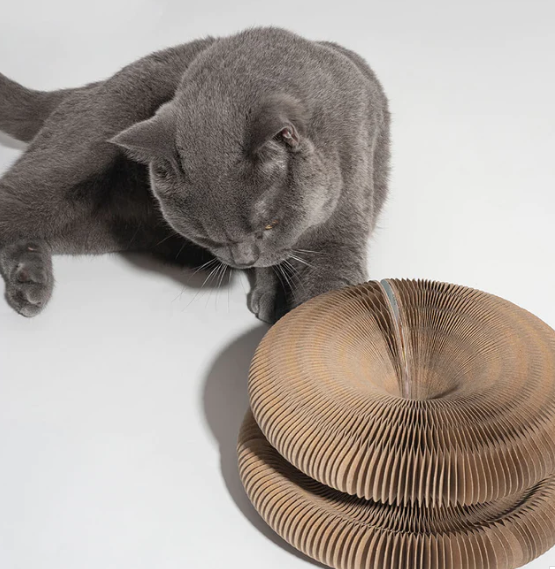 Purrbowl Magic Accordion kissatunneli haitarilelu