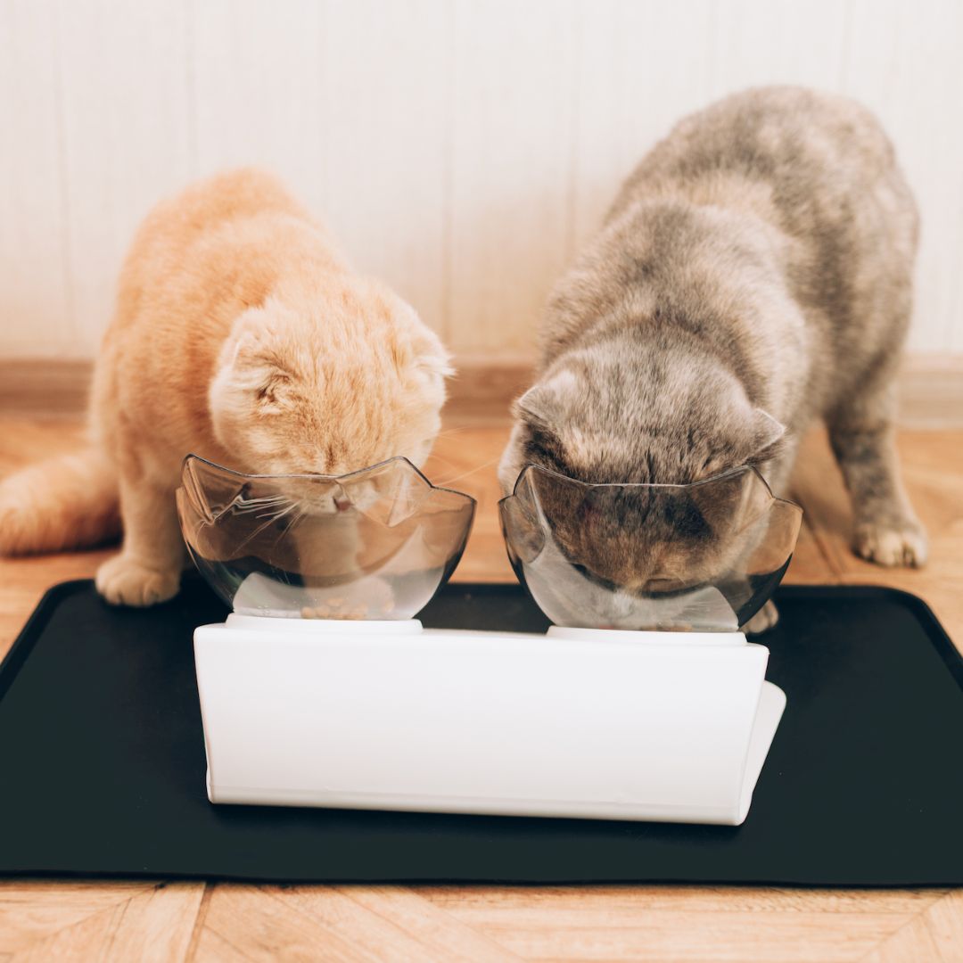 Purrbowl Orthopedic Cat Feeder ruokakuppi Double Bowl korotettu