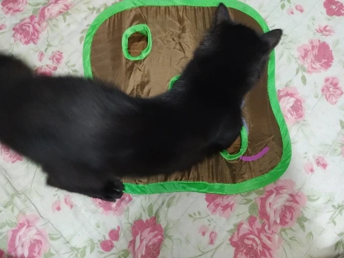Miaouplay 9 reikää hiirimatto kissan lelu vihreä