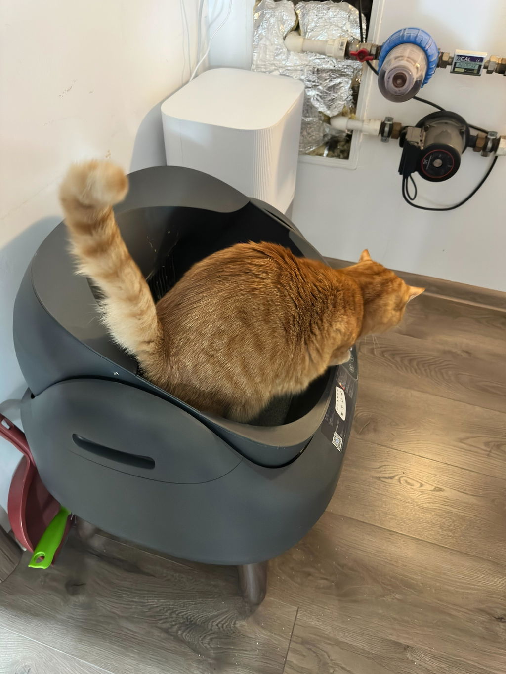 CATLINK Open-X itsepuhdistuva kissanhiekkalaatikko valkoinen avoin