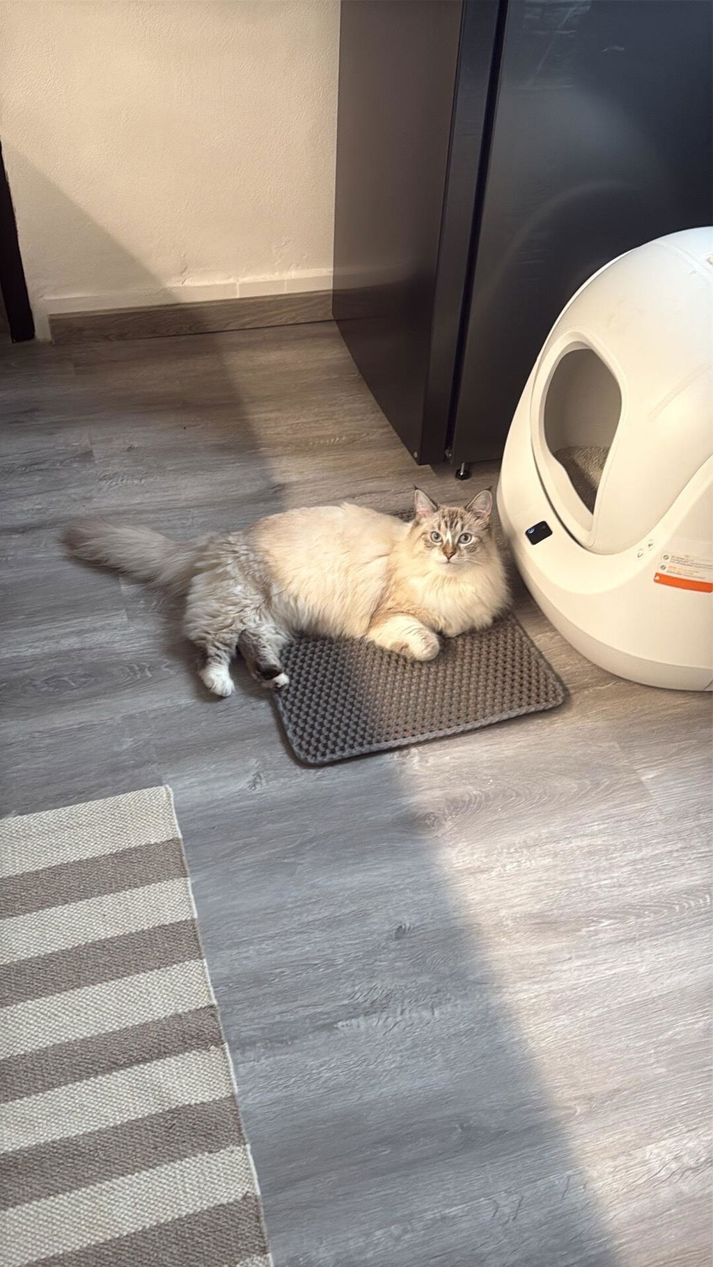 CATLINK Baymax itsepuhdistuva kissanhiekkalaatikko valkoinen roosa
