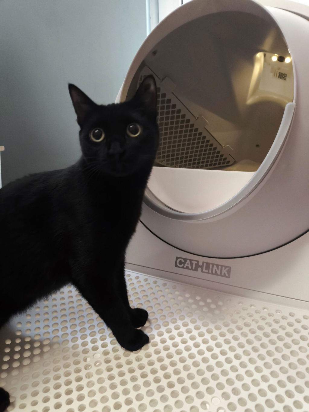 CATLINK Pro-X Luxury kissanhiekkalaatikko rampilla UV-puhdistus