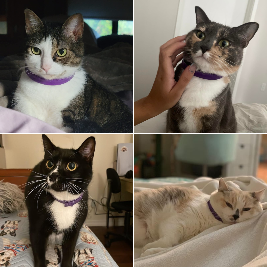 Felinoir CalmFurry feromonipanta kissalle rauhoittava