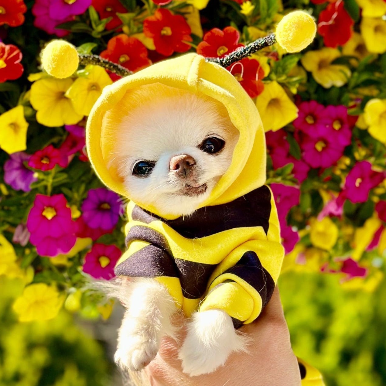 Felinoir Pet Bee mehiläisasu lemmikille pehmeä