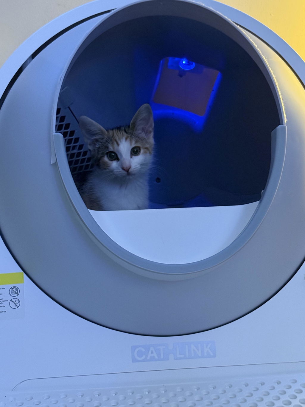 CATLINK Pro-X Luxury kissanhiekkalaatikko rampilla UV-puhdistus
