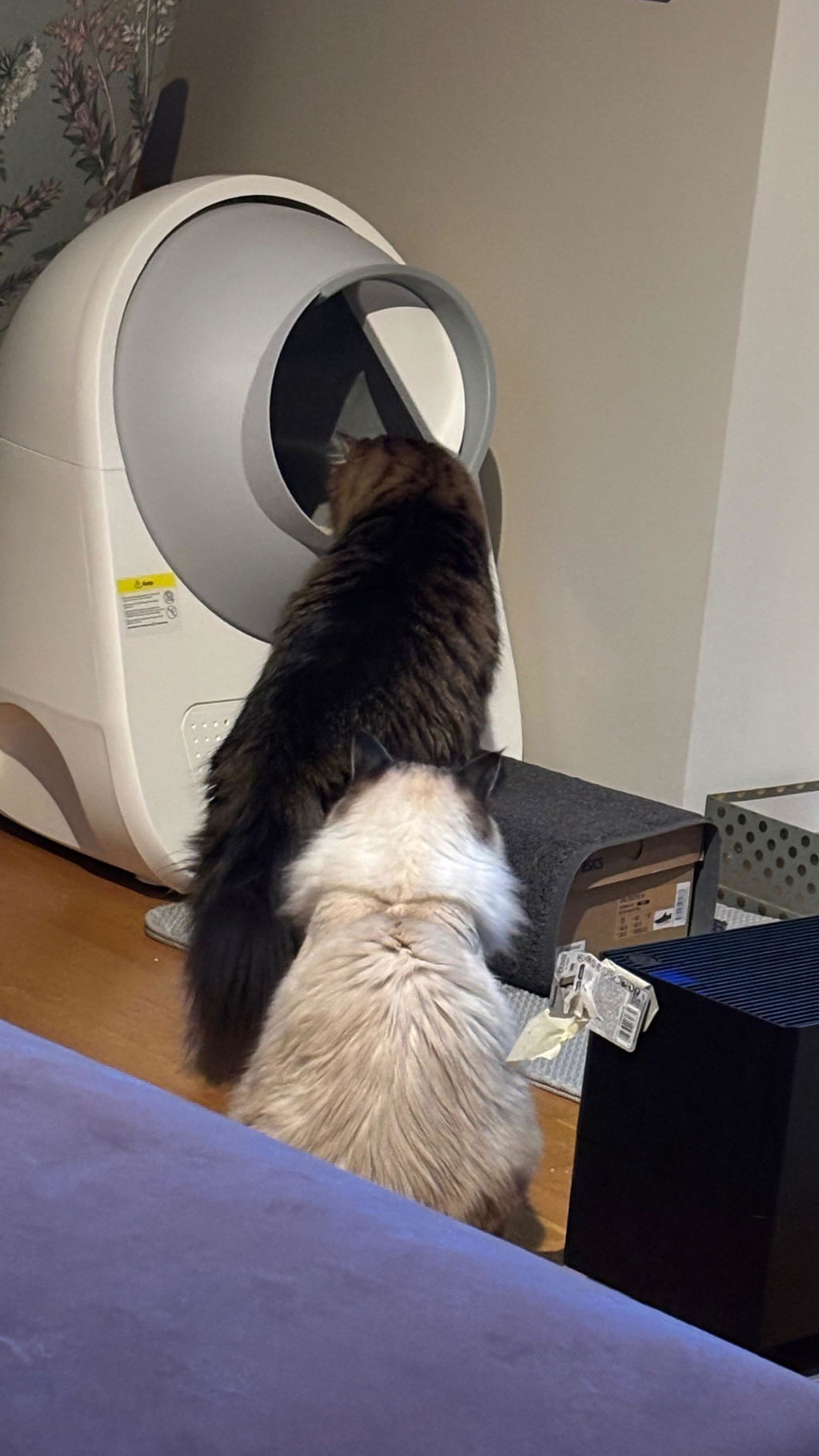 CATLINK Pro-X Ultra kissanhiekkalaatikko 13 l kameralla