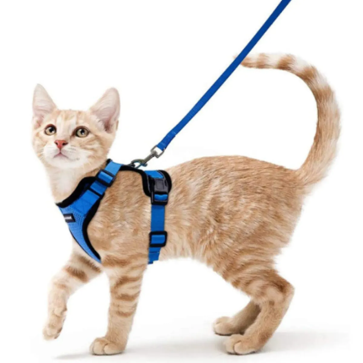 Felinoir kissavaljaat taluttimella S musta