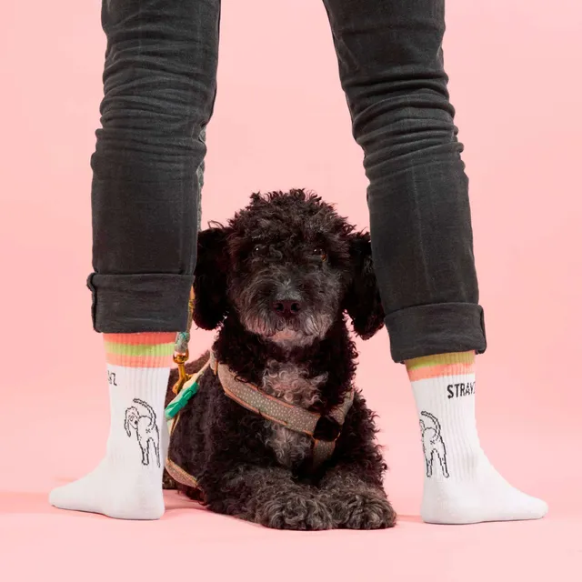 STRAYZ Doggo tennissukat koira koko S 36-38