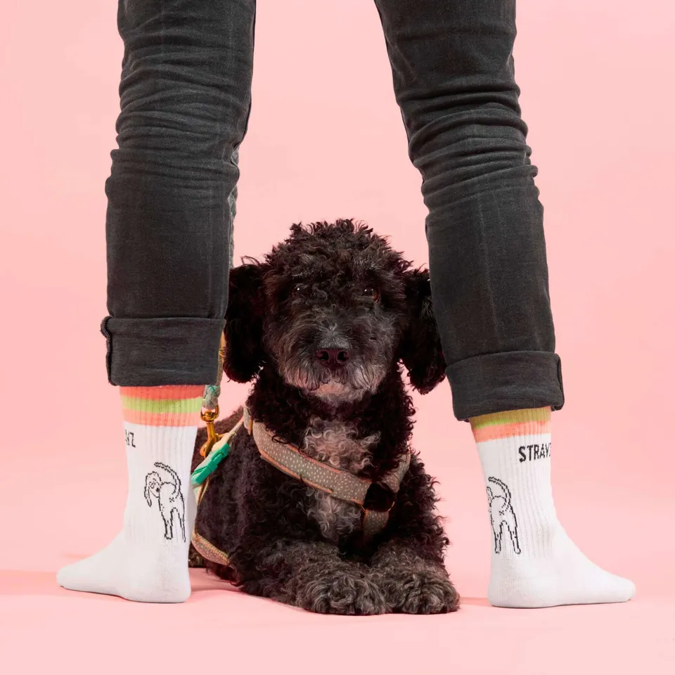 STRAYZ Doggo tennissukat koira koko S 36-38