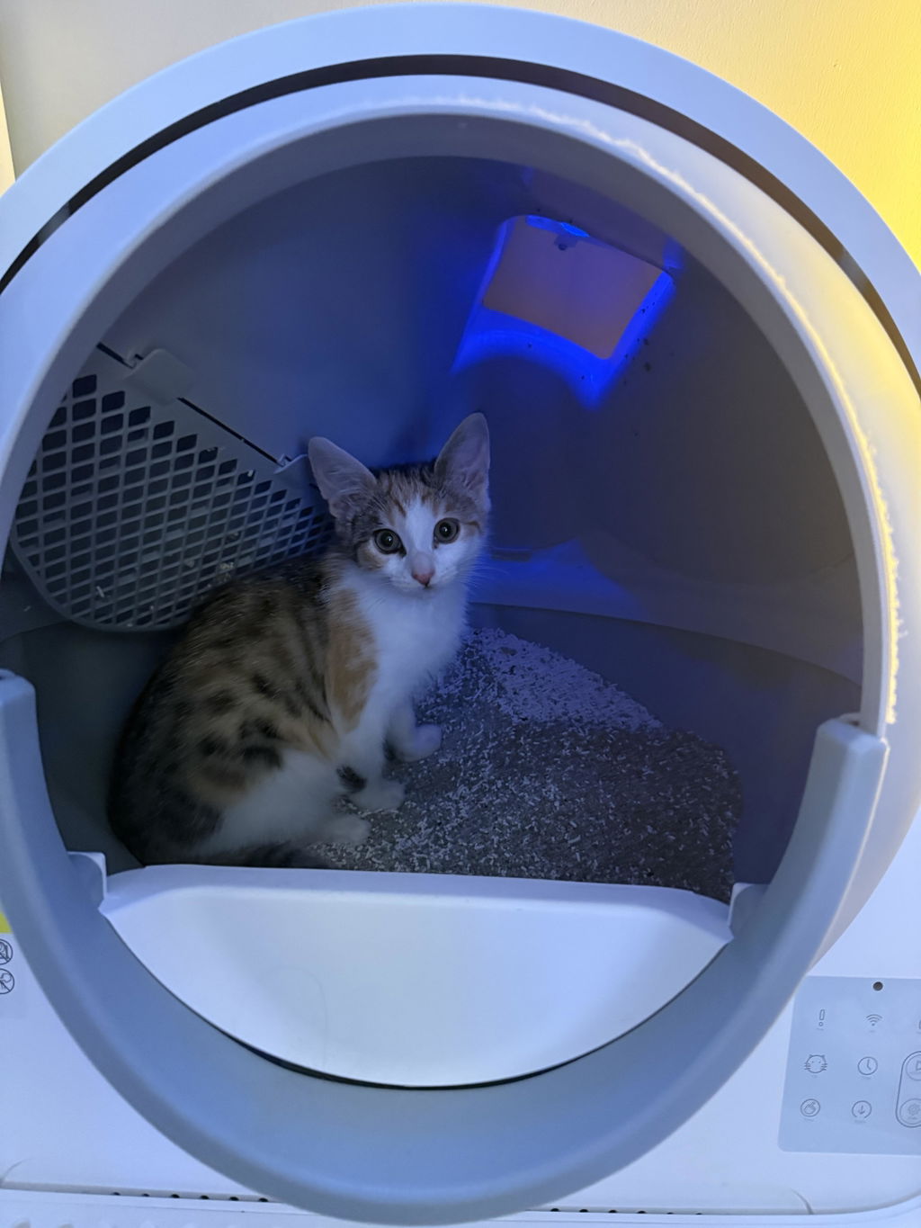 CATLINK Pro-X Luxury kissanhiekkalaatikko rampilla UV-puhdistus