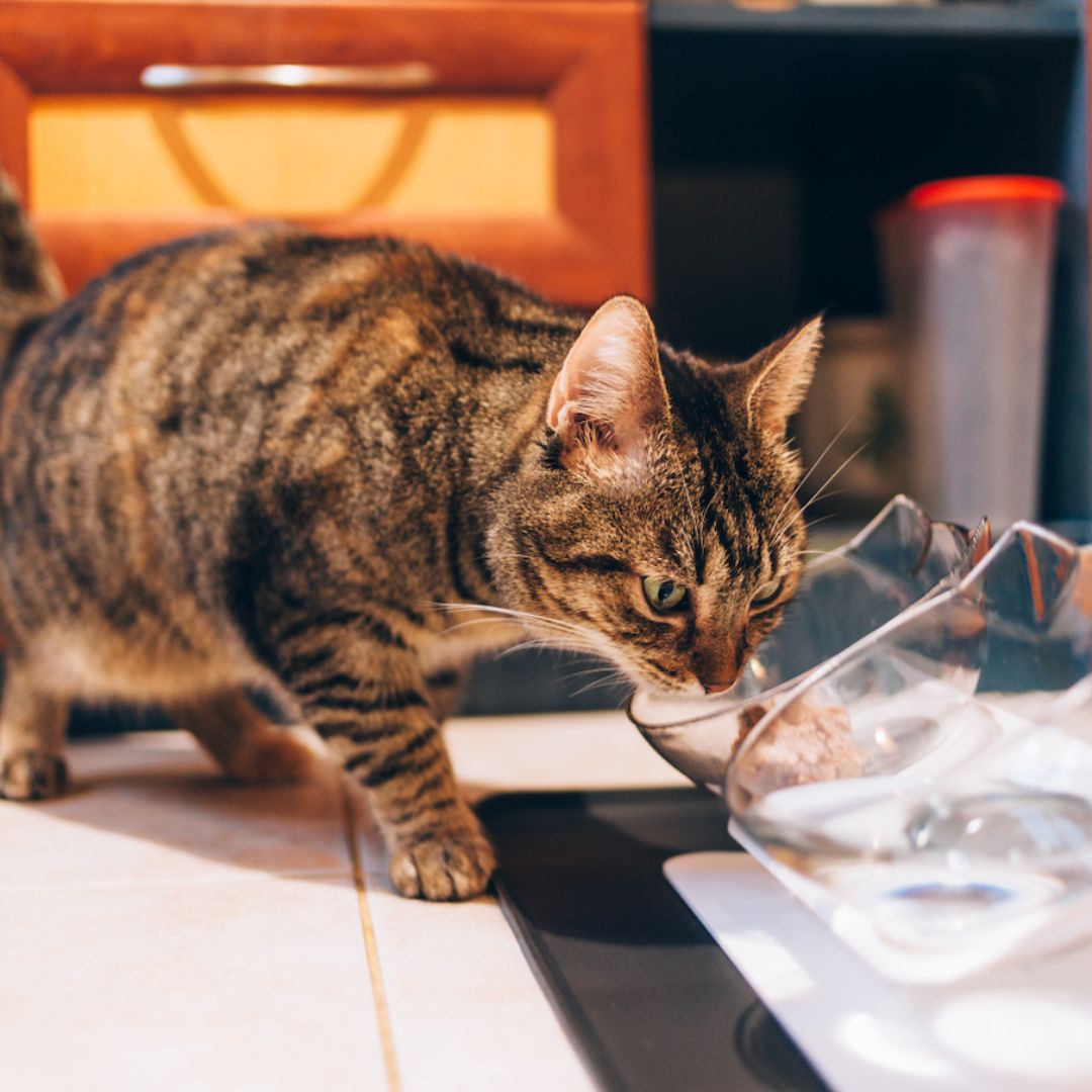Purrbowl Orthopedic tuplaruokakuppi Double Bowl