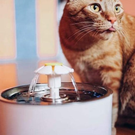 Purrbowl PurrHydration juomalähde kissalle 2,5 l hiljainen