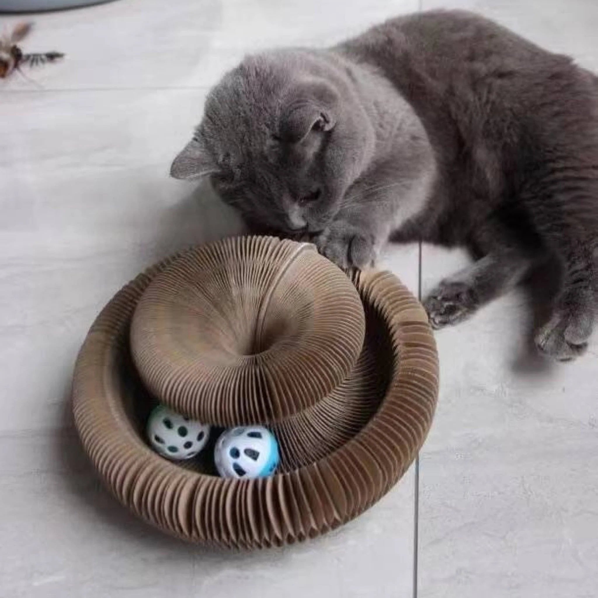 Purrbowl Magic Accordion kissatunneli haitarilelu