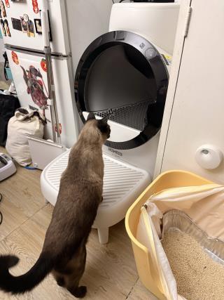 CATLINK Scoop Robot C07 itsepuhdistuva kissanhiekkalaatikko ramppi