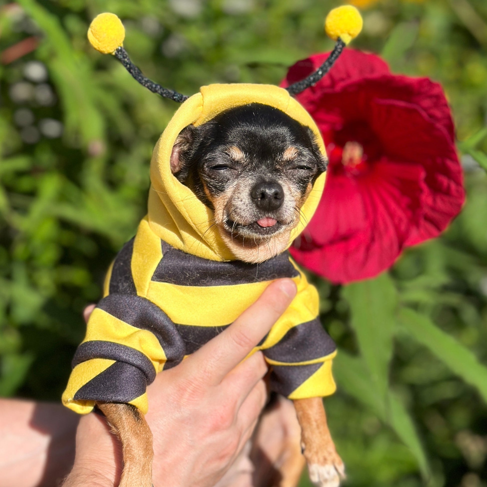 Felinoir Pet Bee mehiläisasu lemmikille pehmeä