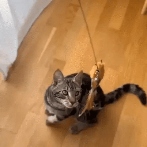 Purrbowl interaktiivinen lintulelu kissan lelu