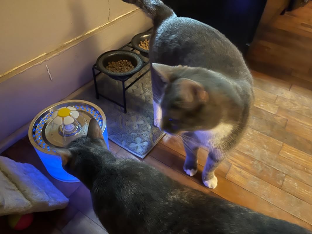 Purrbowl PurrHydration vesilähde kissalle 2,5 l hiljainen