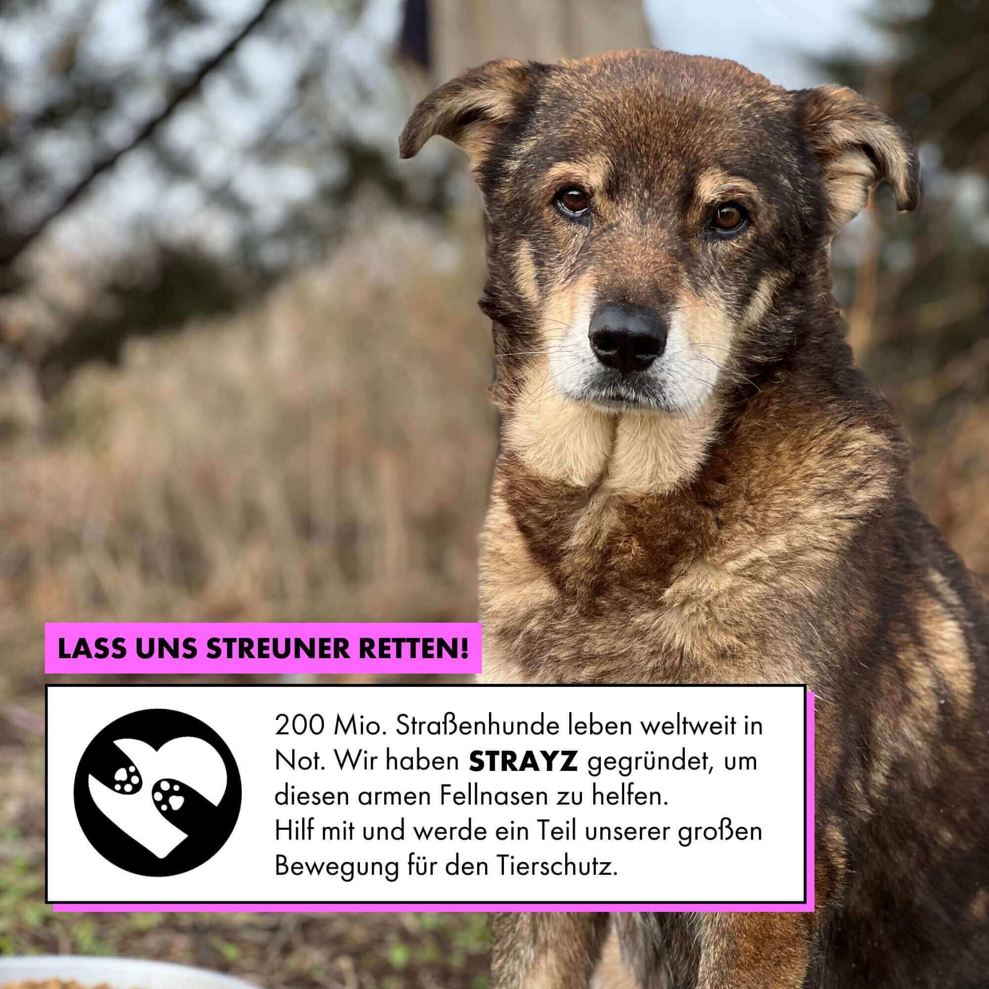 STRAYZ kalkkuna märkäruoka koiralle 400g gluteeniton