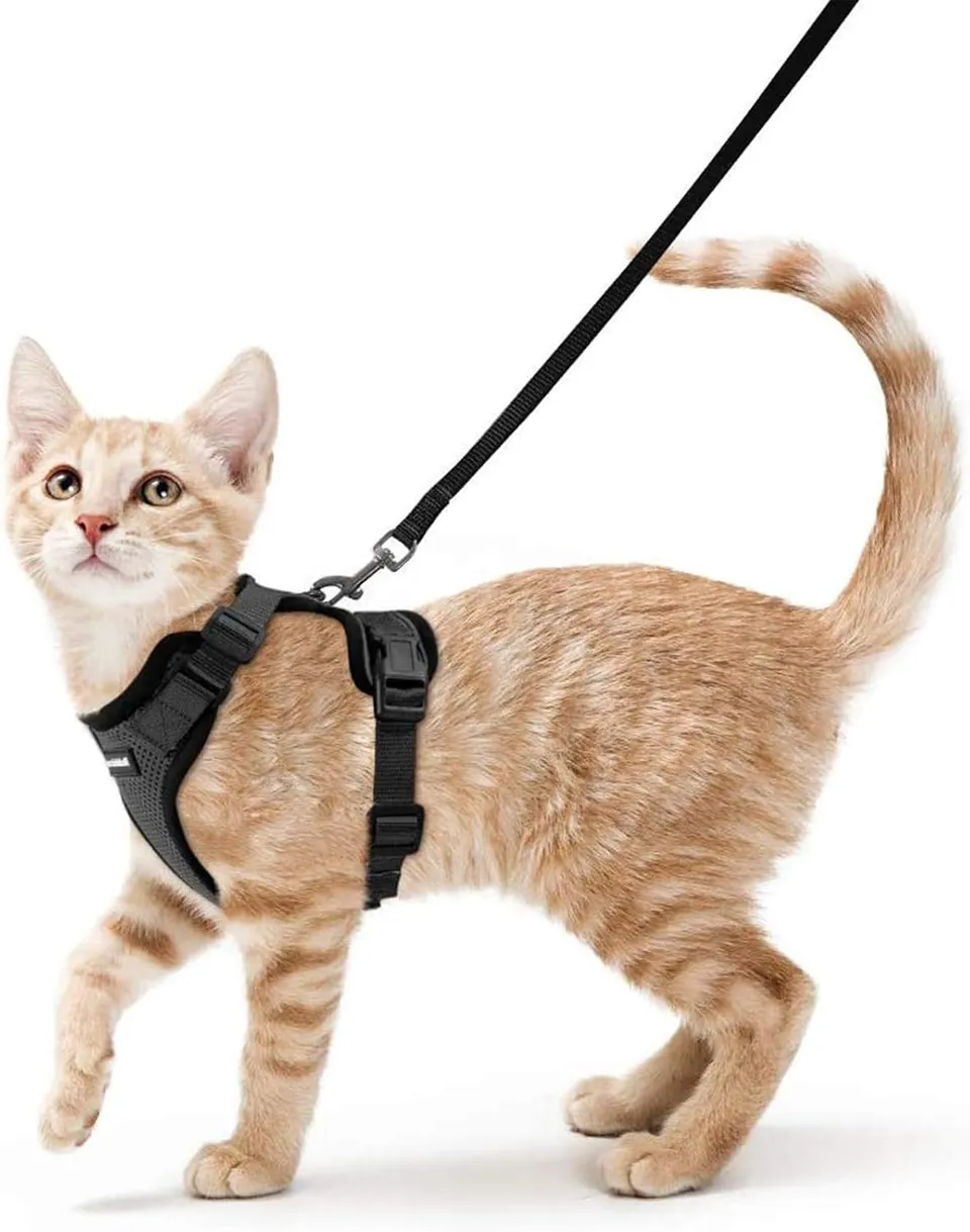 Felinoir kissavaljaat taluttimella S musta